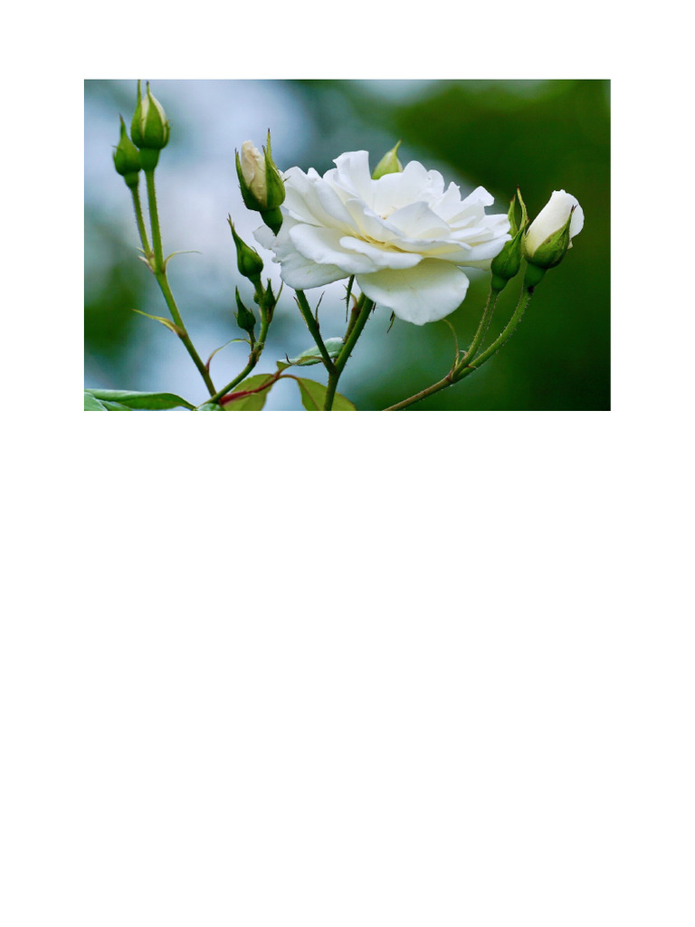 White Rose | PDF