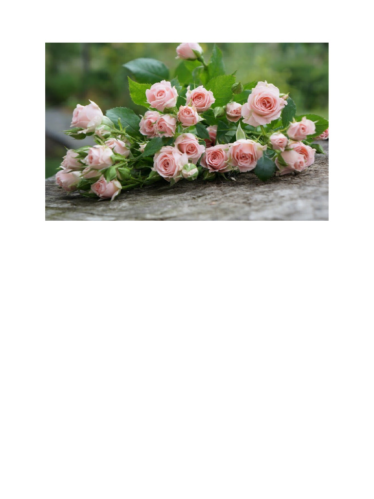 Pink Rose | PDF