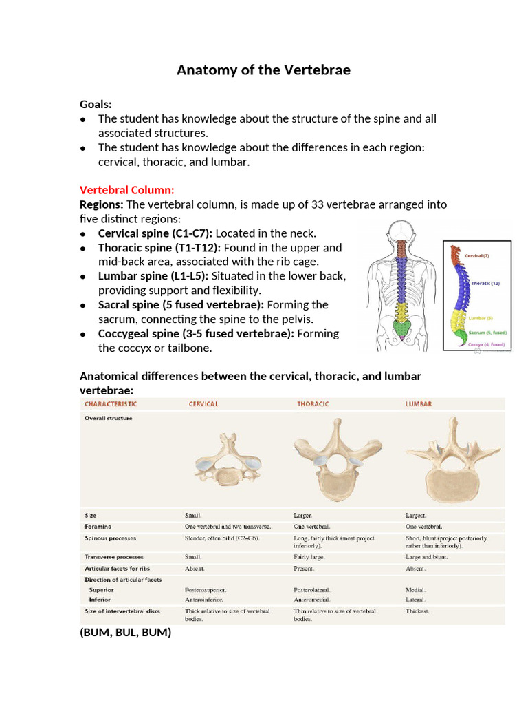 Vertebral Anatomy and Facet Joint Overview | PDF | Vertebra | Human Anatomy