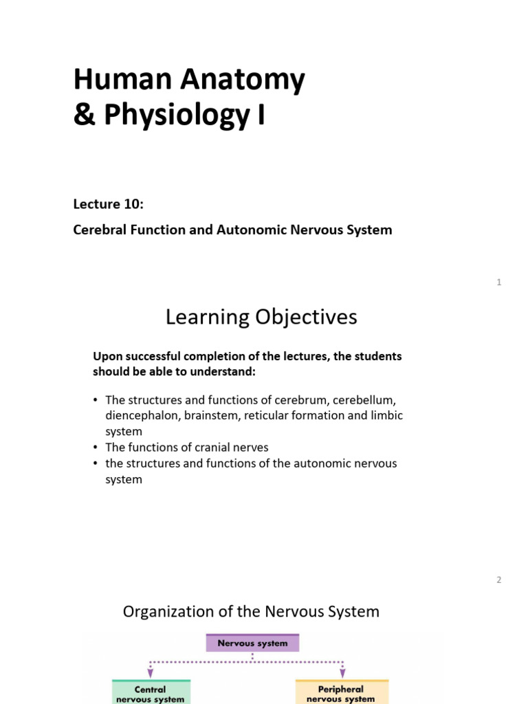Cerebral Function & Autonomic Nervous System | PDF | Brainstem ...