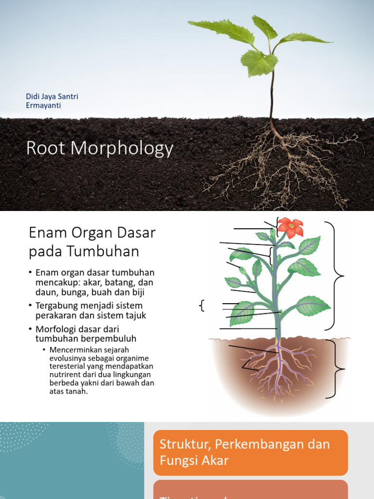 Understanding Plant Root Morphology | PDF | Root | Plant Stem