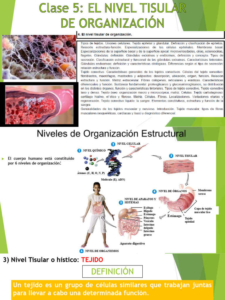 Clase 5 - 2024 - Nivel Tisular | PDF | Epitelio | Anatomía