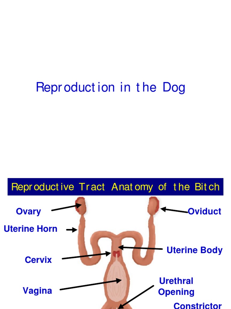 Dog Reproductive Anatomy and Physiology | Reproductive System | Penis
