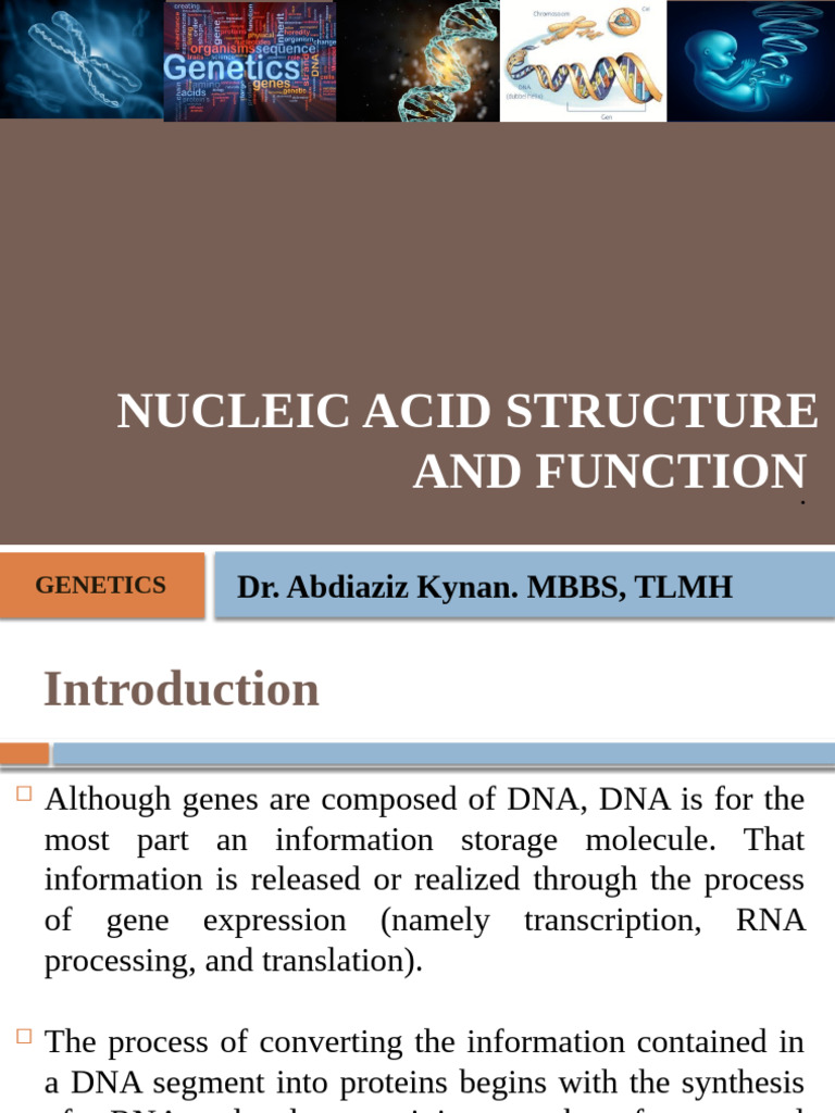 Genetics 4 | PDF | Messenger Rna | Rna