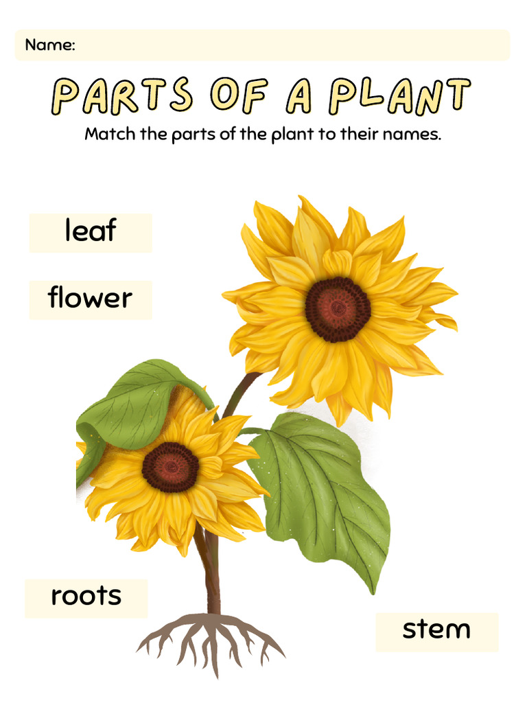 Parts of A Plant Activity Worksheet For Kindergarten PDF | PDF