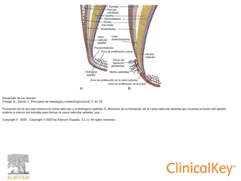 Vaina Radicular | PDF