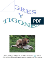 Ligres y Tigones