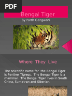 Malayan Tiger: Habitat, Diet, and Lifespan | PDF