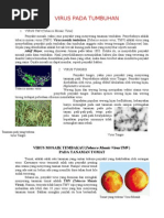 Download Penyakit Tumbuhan Akibat Virus by Aci Deci SN92387936 doc pdf