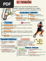 Estructura y Composición del Tendón | PDF | Tendón | Anatomía