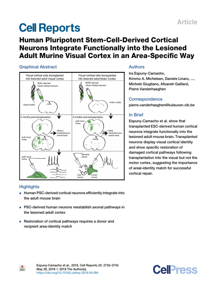 34.human Pluripotent Stem-Cell-Derived Cortical Neurons Integrate ...