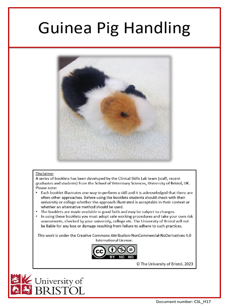 Guinea Pig Handling Techniques in Labs | PDF | Medical Treatments ...