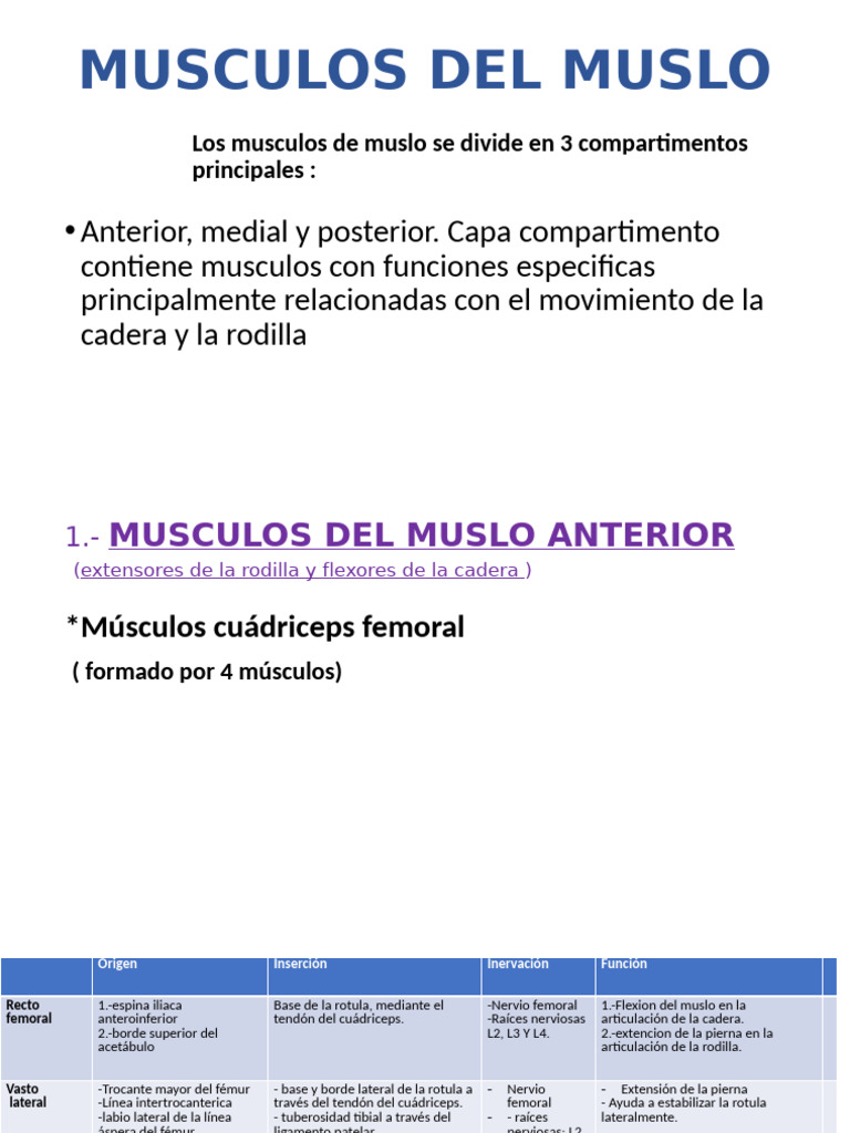 Anatomía de los Músculos del Muslo | PDF | Rodilla | Extremidades ...