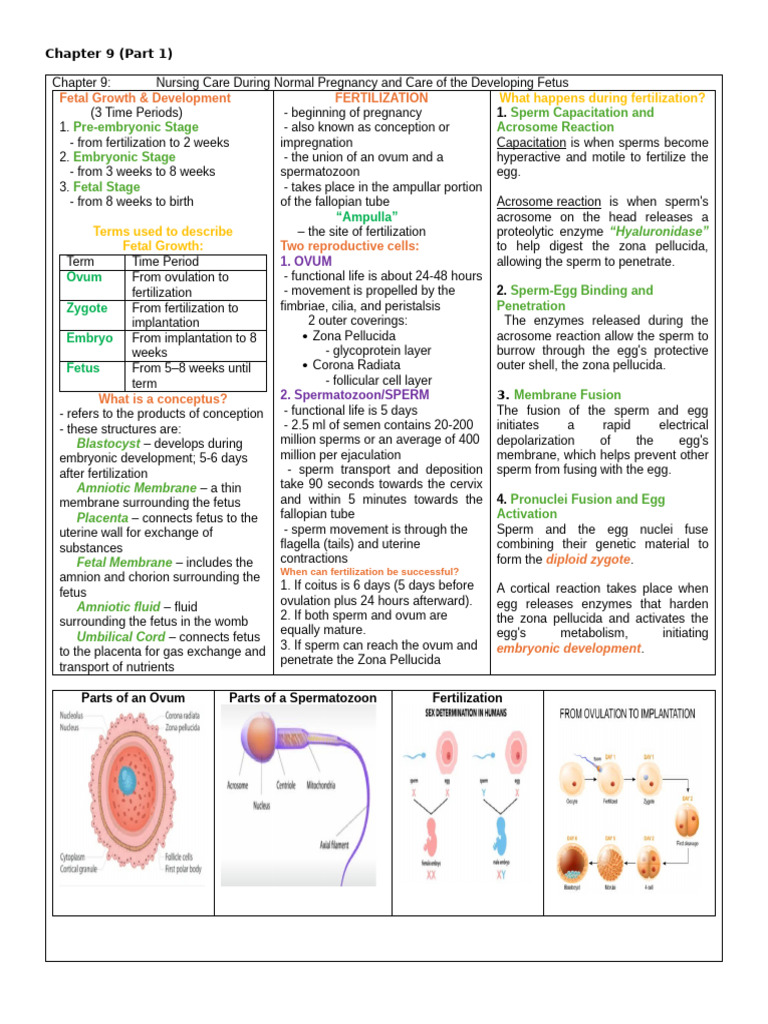 Nursing Care During Pregnancy: Fetal Development | PDF | Placenta ...