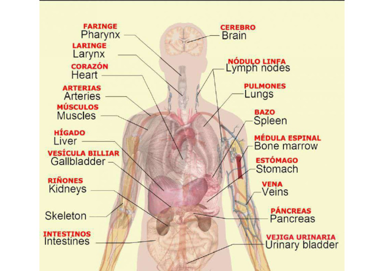 Human Organs | PDF