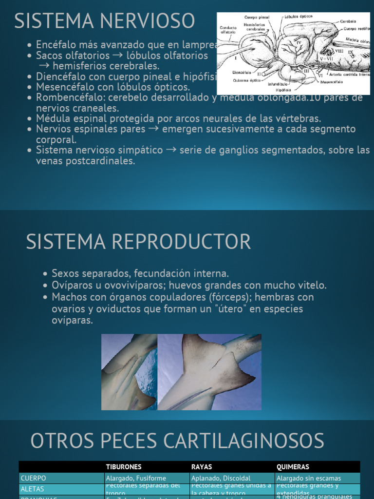 Estructura y Función de Peces Cartilaginosos | PDF