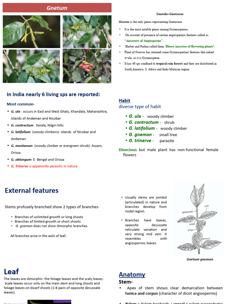 Gnetum: Life Cycle and Anatomy Overview | PDF | Fertilisation | Leaf