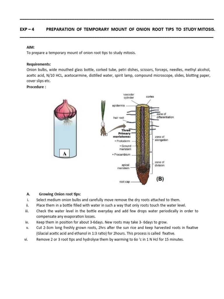 Onion Root Tip Mitosis Preparation Guide | PDF | Mitosis | Chromosome