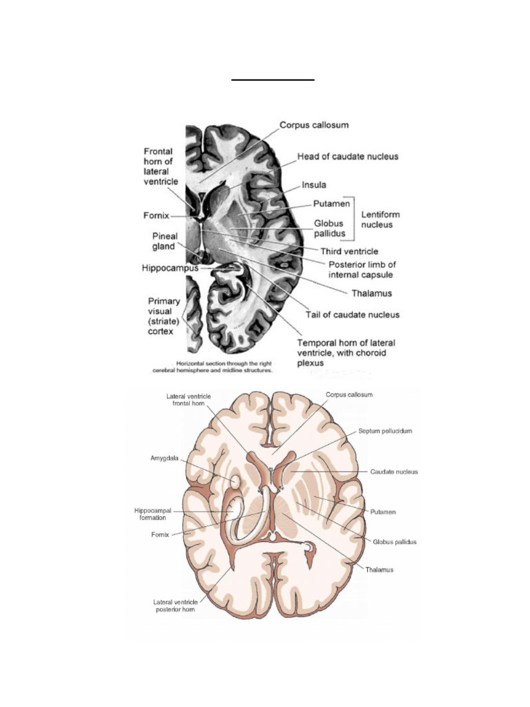 (Đọc Thêm) Basial Ganglia | PDF | Basal Ganglia | Striatum