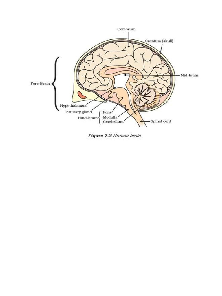 Brain Printout | PDF