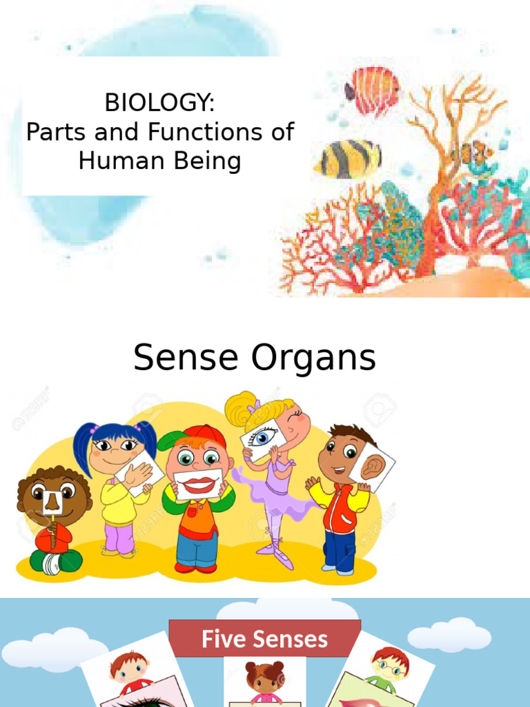 Parts and Functions of Human Being 1 | PDF | Human Body | Senses
