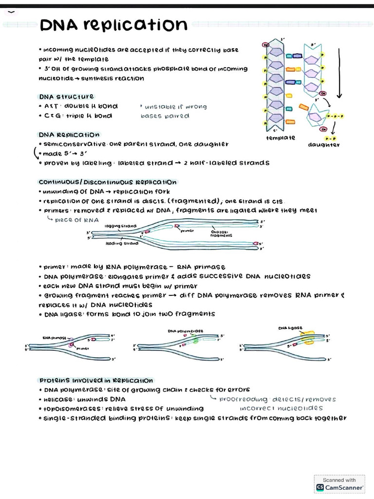 DNA Replication | PDF