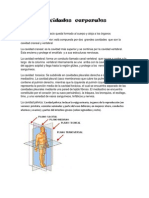 Cavidades Corporales