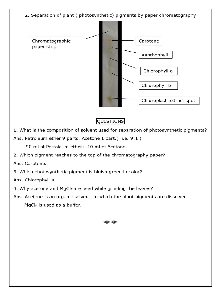 Photosynthetic Pigment Separation Guide | PDF