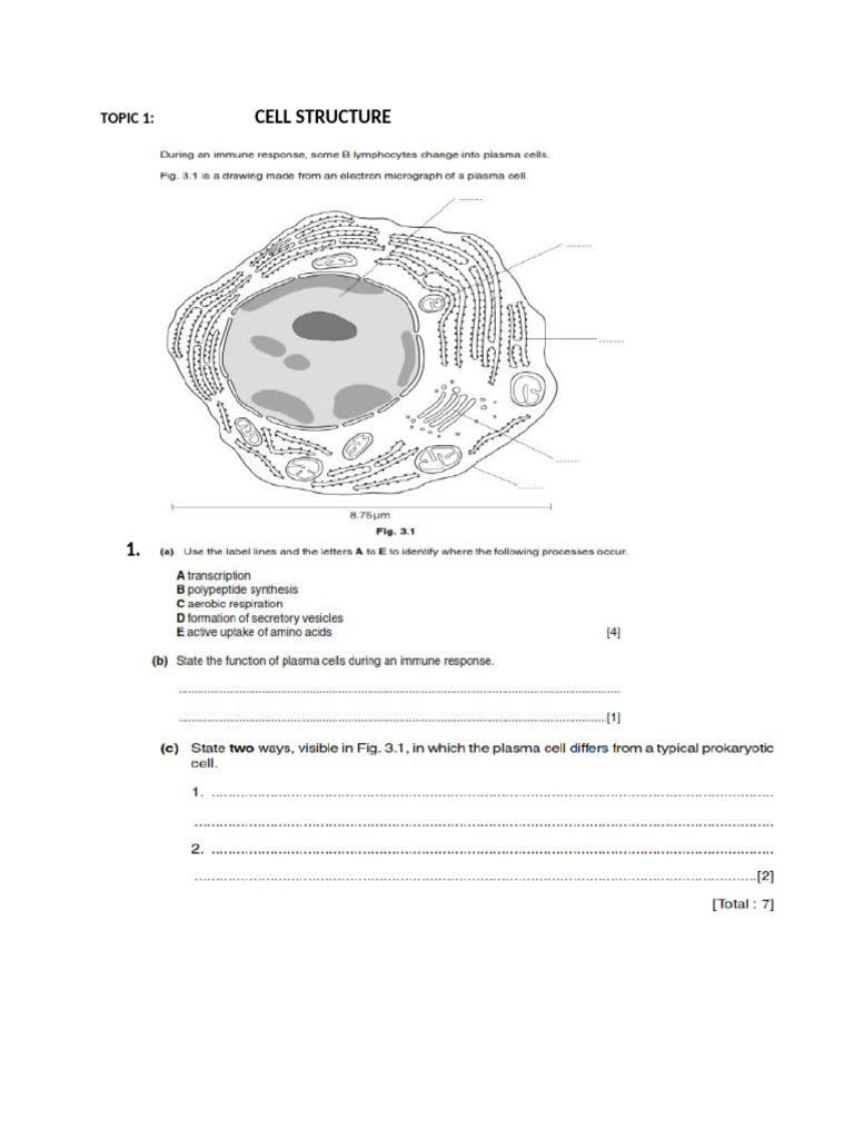 Overview of Cell Structure and Division | PDF
