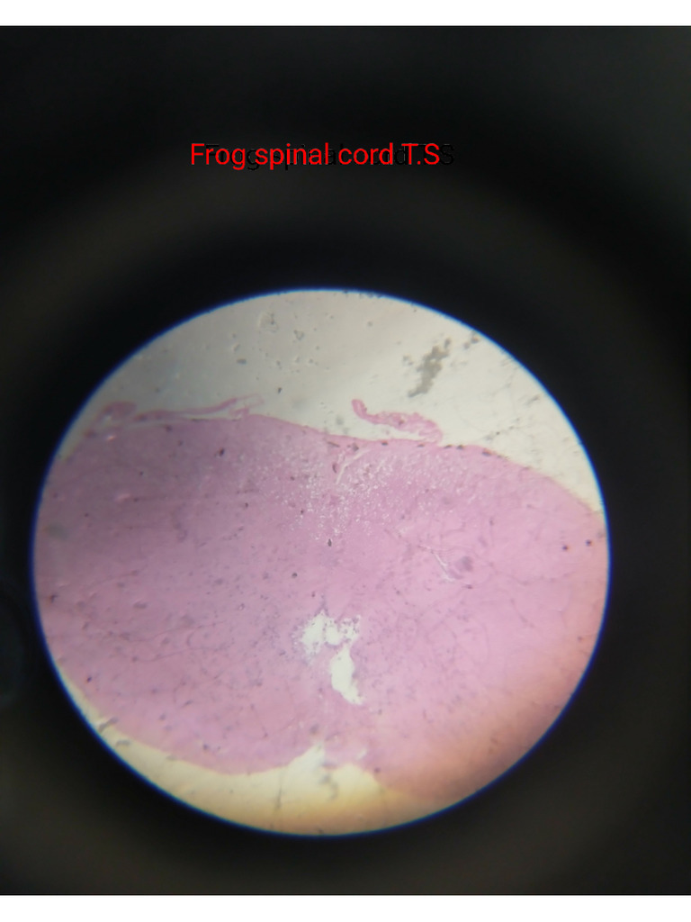 Frog Slide | PDF