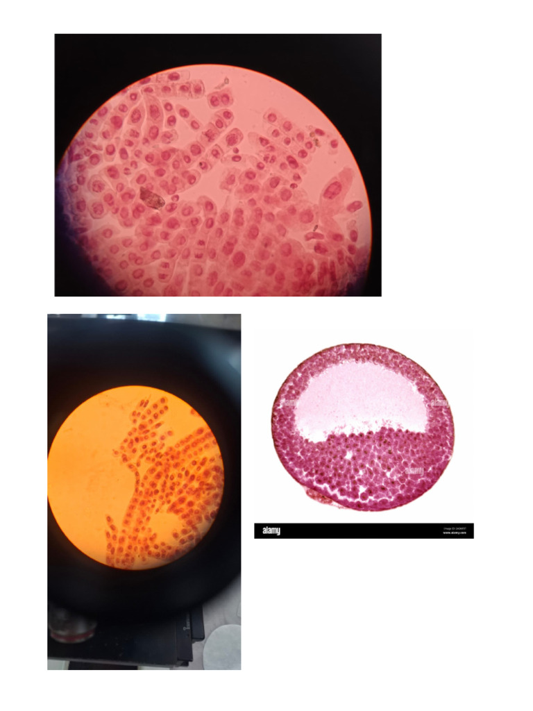 Color | PDF