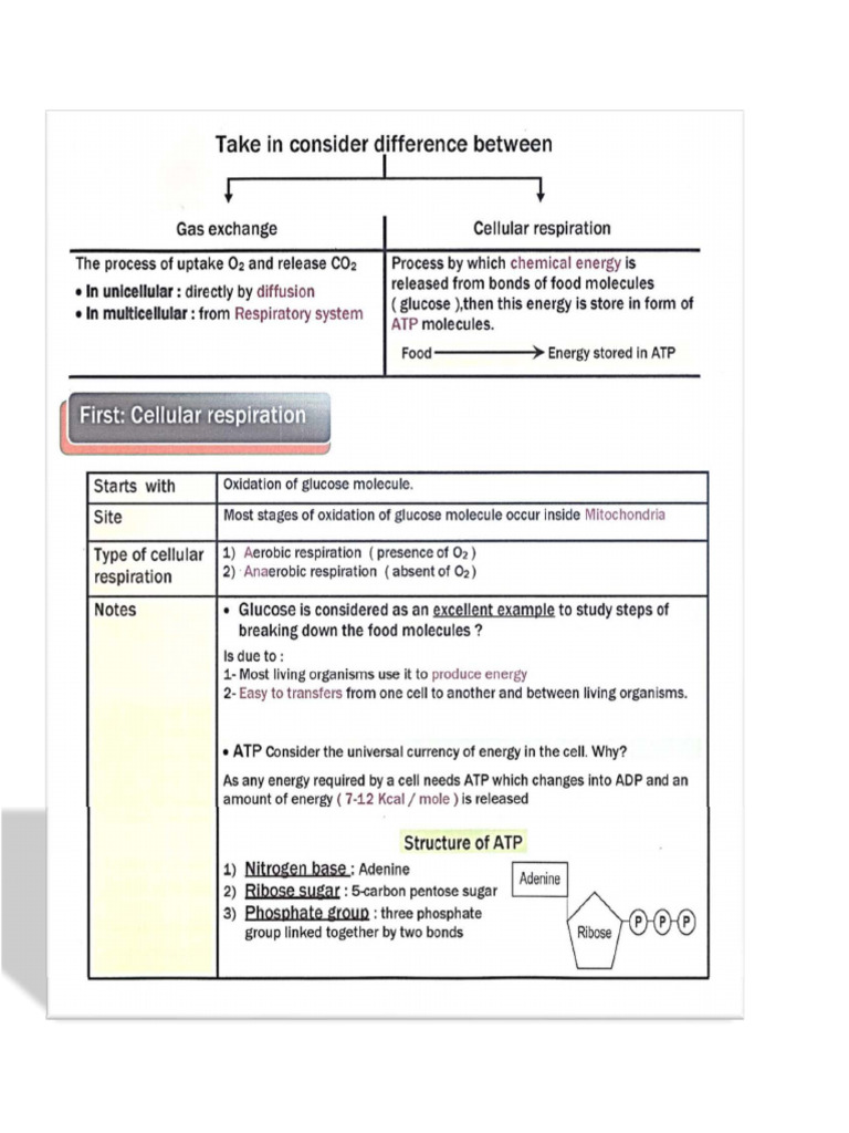 Cellular Respiration Notes | PDF