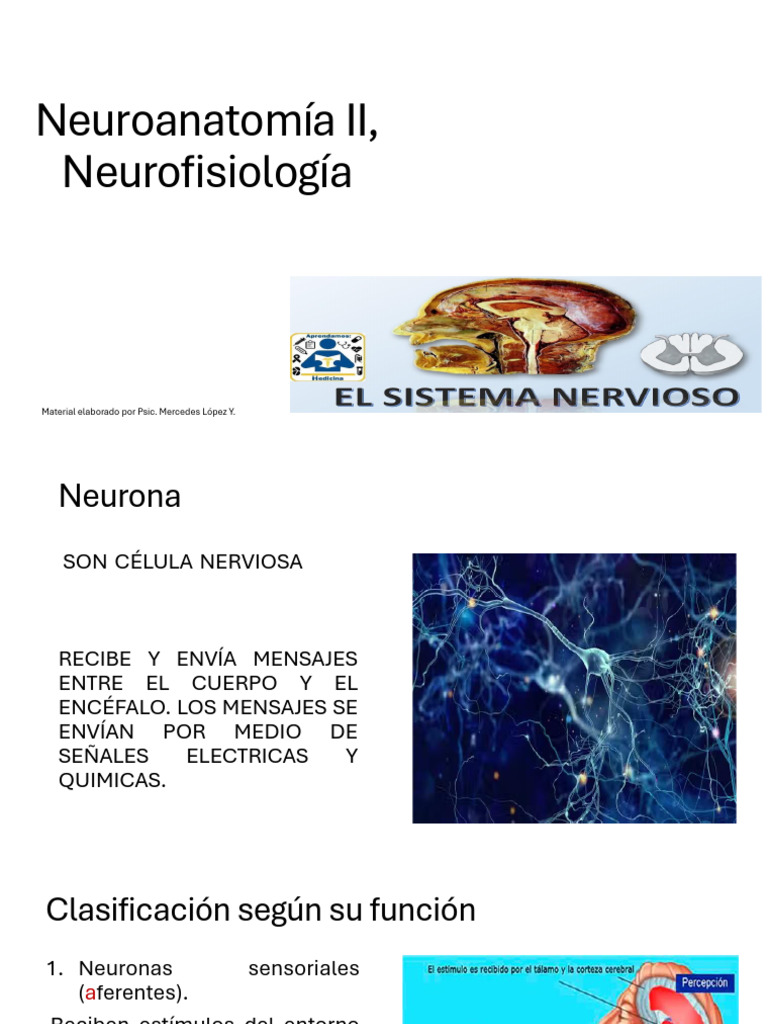 Neuroanatomía y Neurofisiología Esencial | PDF | Neurona | Sinapsis