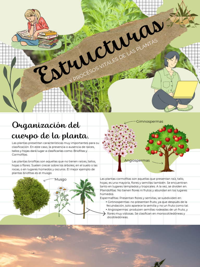 Estructura y funciones de las plantas | PDF | Tallo de la planta | Plantas