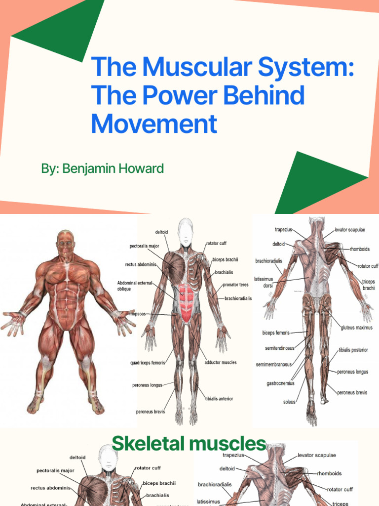 Understanding the Muscular System | PDF