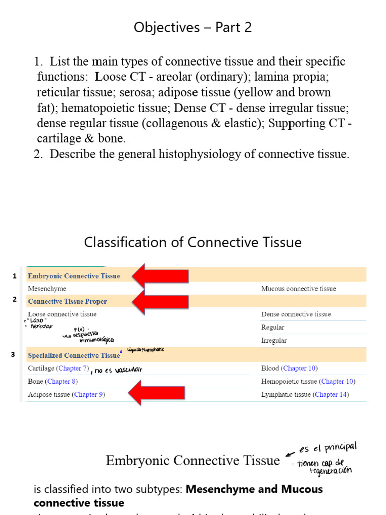 Topic4 PPT Video+1 +part+2 Connective+Tissue+2023 | PDF