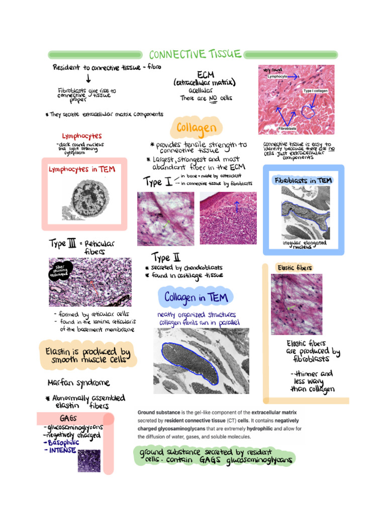 Connective Tissue Examen | PDF | Fibroblast | Connective Tissue