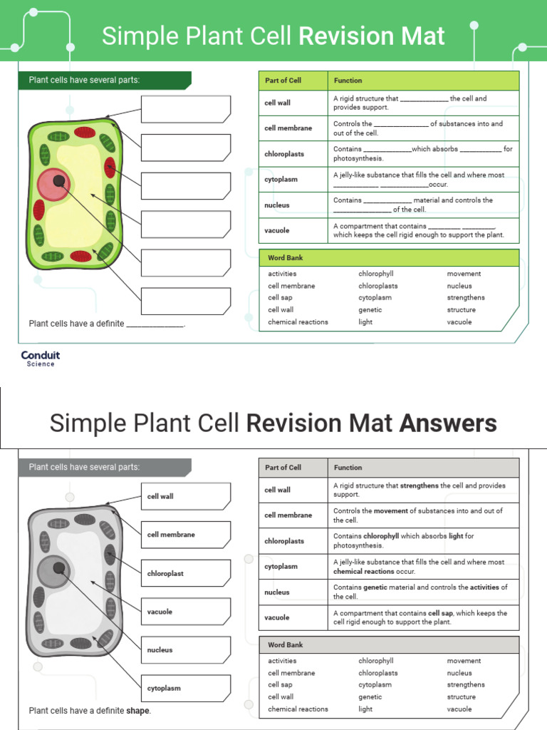 Plant Cell Structure and Functions Guide | PDF | Cell (Biology) | Vacuole