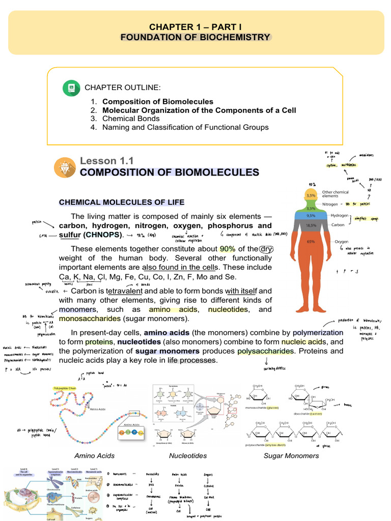 Biomolecules and Cell Structure Basics | PDF | Cell (Biology) | Cell ...