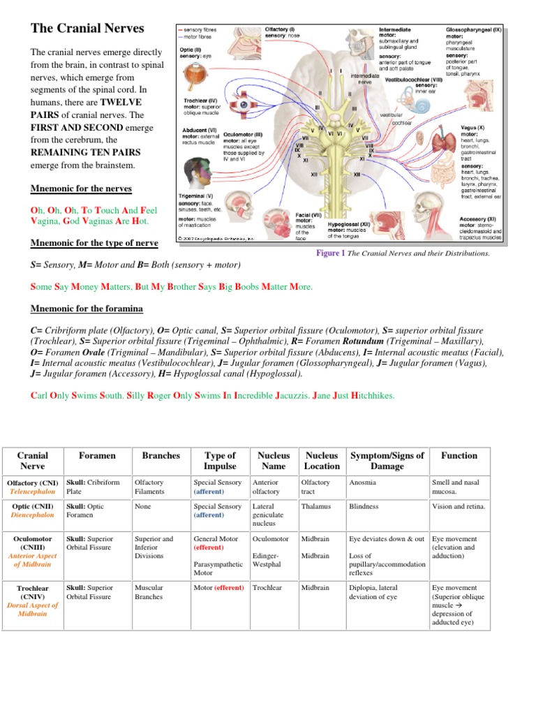 Overview of Cranial Nerves Functions | PDF | Vagus Nerve | Human Head ...