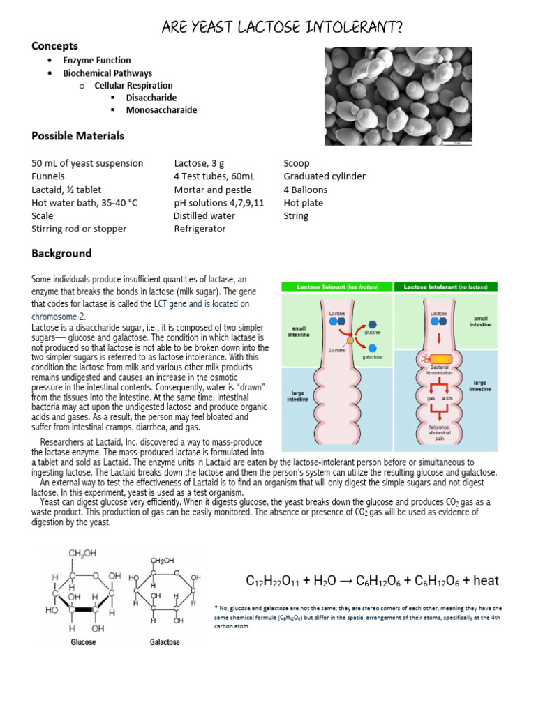 GBBE Yeast Lactose Lab 25 | PDF