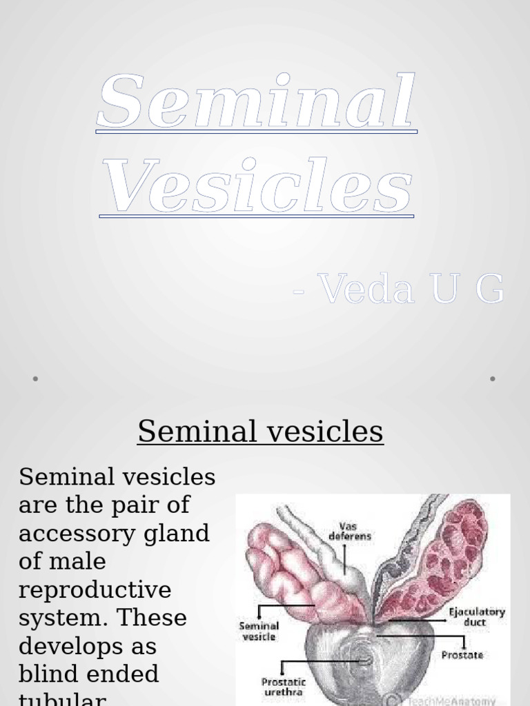 Anatomy of Seminal Vesicles | PDF