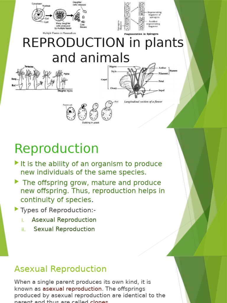 Plant and Animal Reproduction Types | PDF