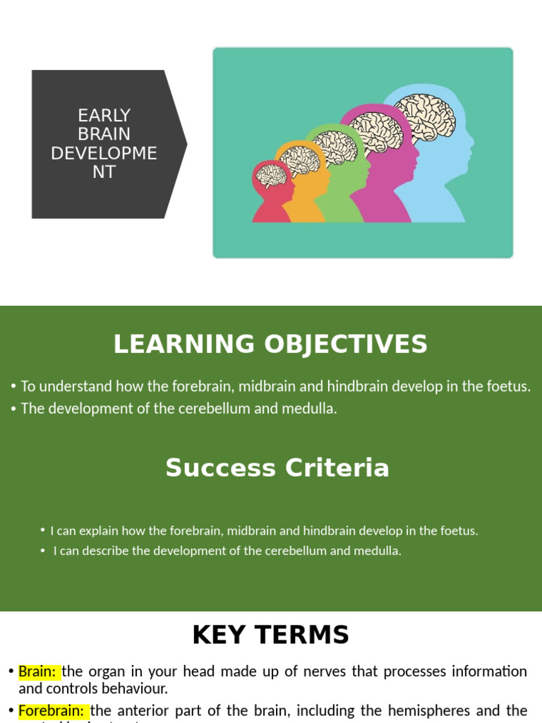 Midbrain Development in Fetal Brain Growth | PDF | Brain | Anatomy