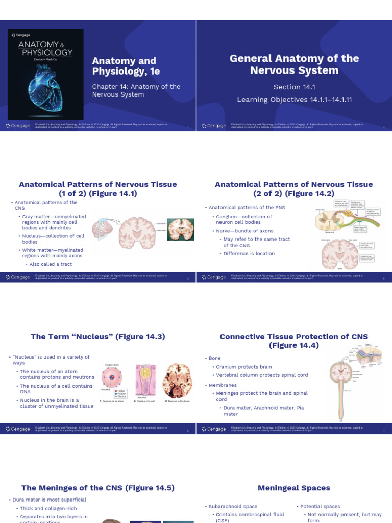 Nervous System Anatomy Overview | PDF | Cerebrospinal Fluid | Cerebrum