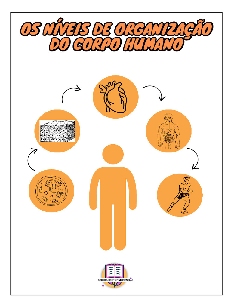 Níveis de Organização do Corpo Humano | PDF | Corpo humano | Organismos