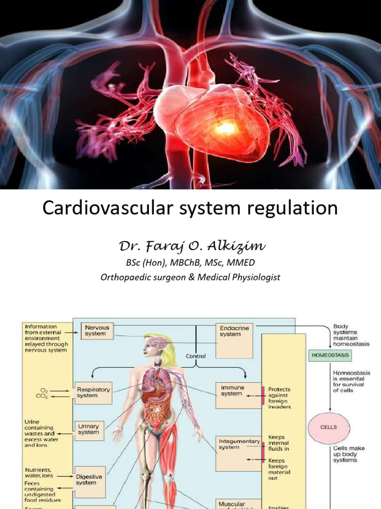 Cardiovascular System Regulation Overview | PDF | Vasodilation | Blood ...