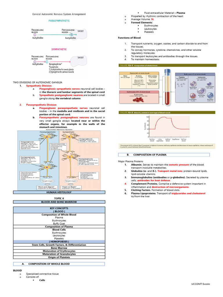 Autonomic Ganglia and Blood Composition | PDF | Red Blood Cell ...