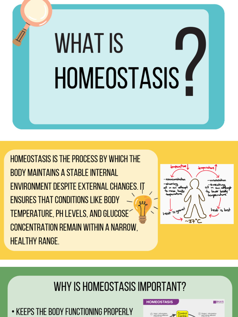 Understanding Homeostasis in the Body | PDF