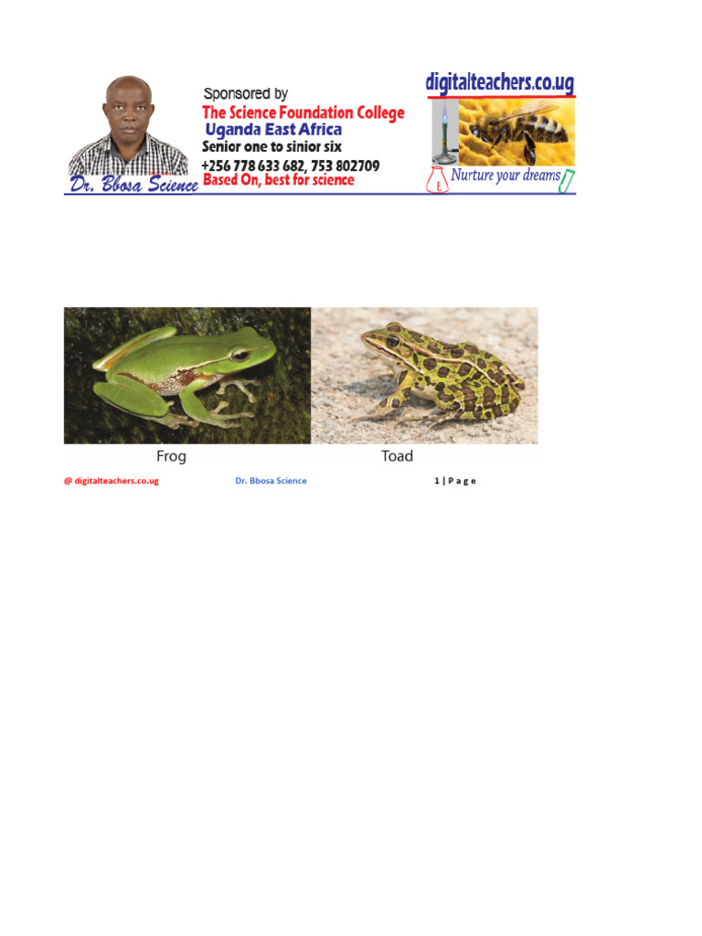 Frog and Toad Anatomy Dissection Guide | PDF | Frog | Human Digestive ...